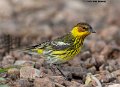 _B248925 cape may warbler